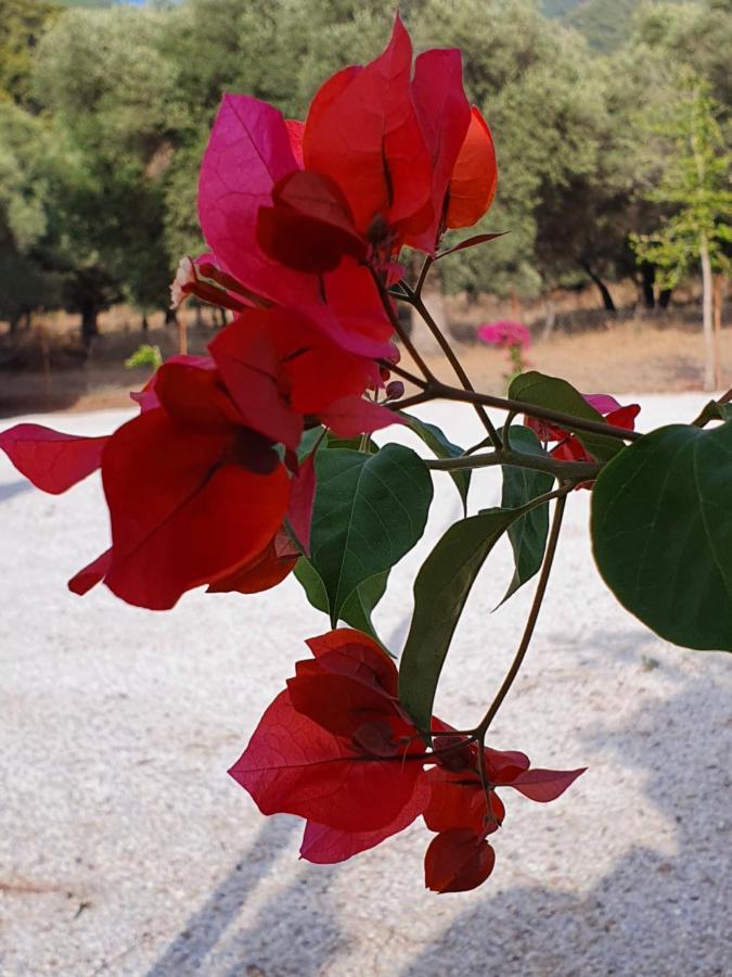 מוגלה Olive Tree Apart Hotel מראה חיצוני תמונה